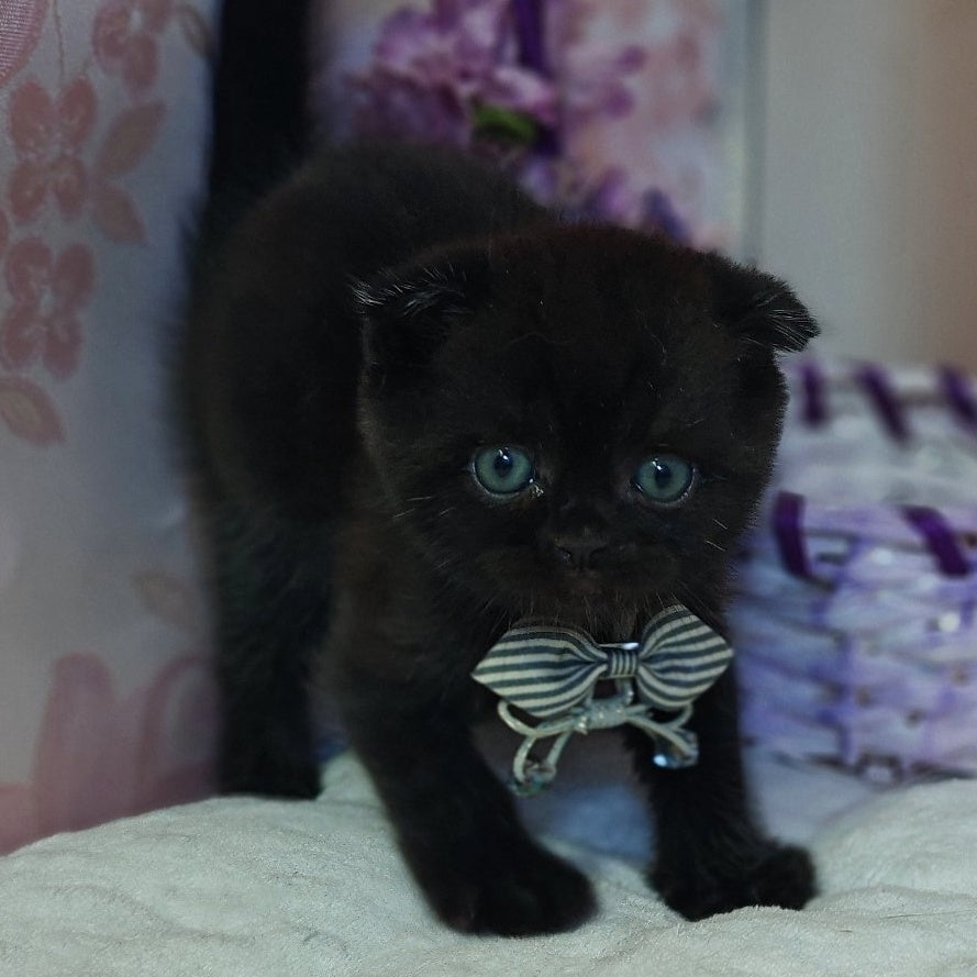 Xavier Scottish Fold male, black