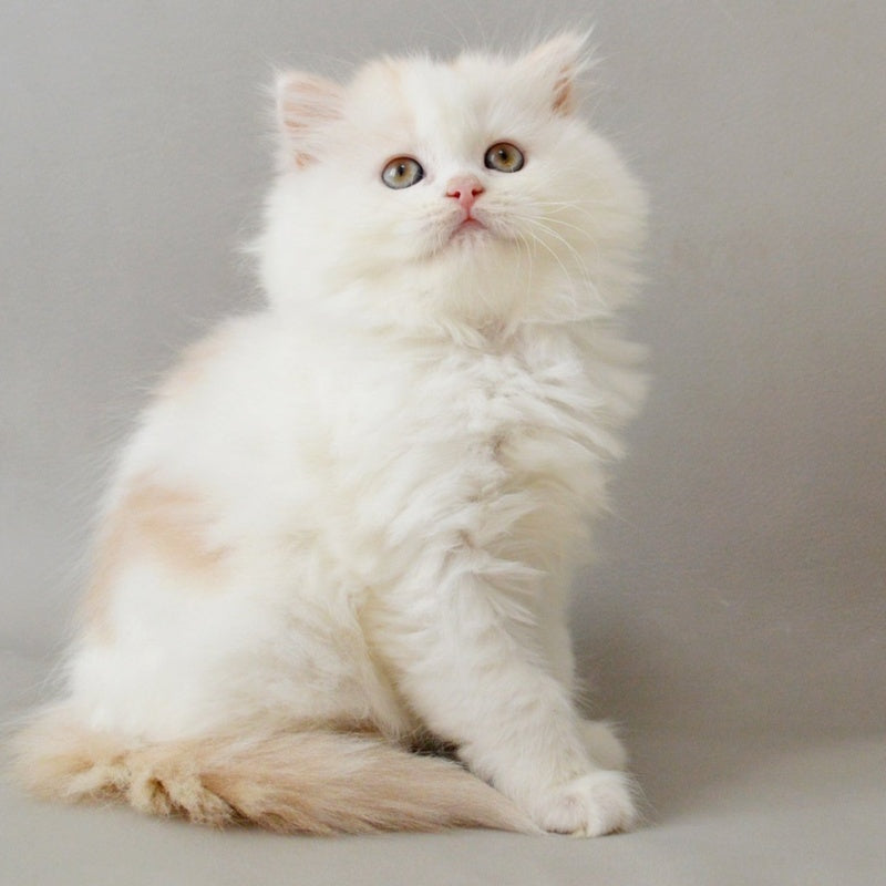 Wasilisa Scottish Straight female, red silver tabby van