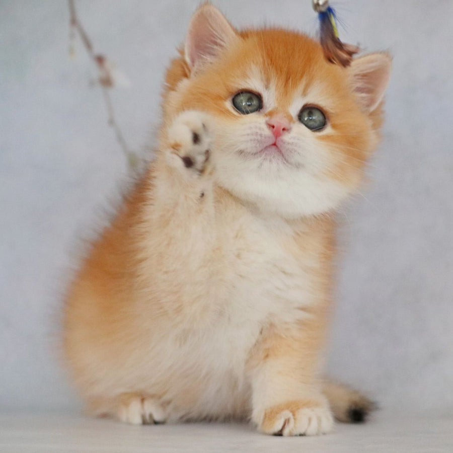Zakhar British Shorthair male, black golden chinchilla