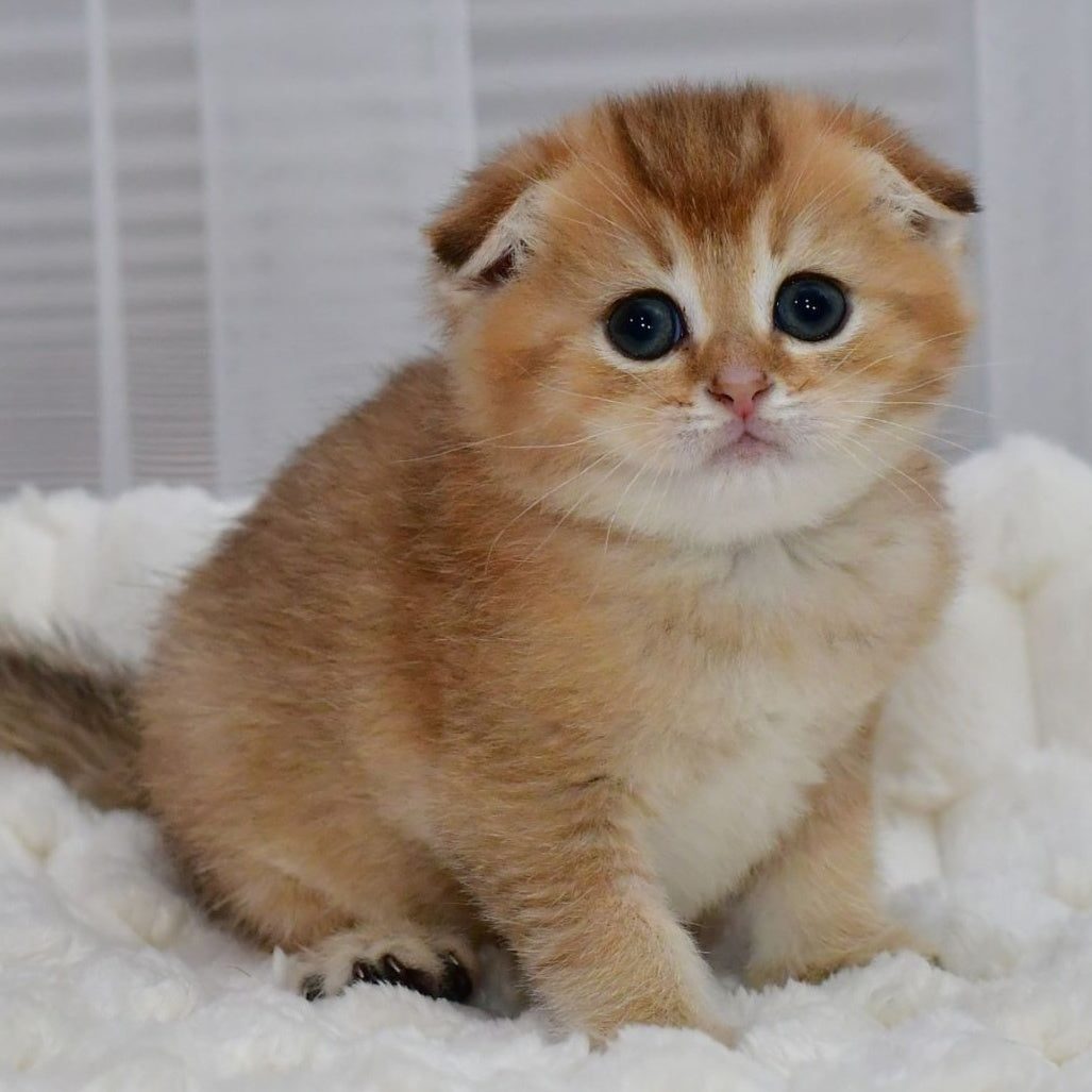 Nolan Scottish Fold male, black golden shaded