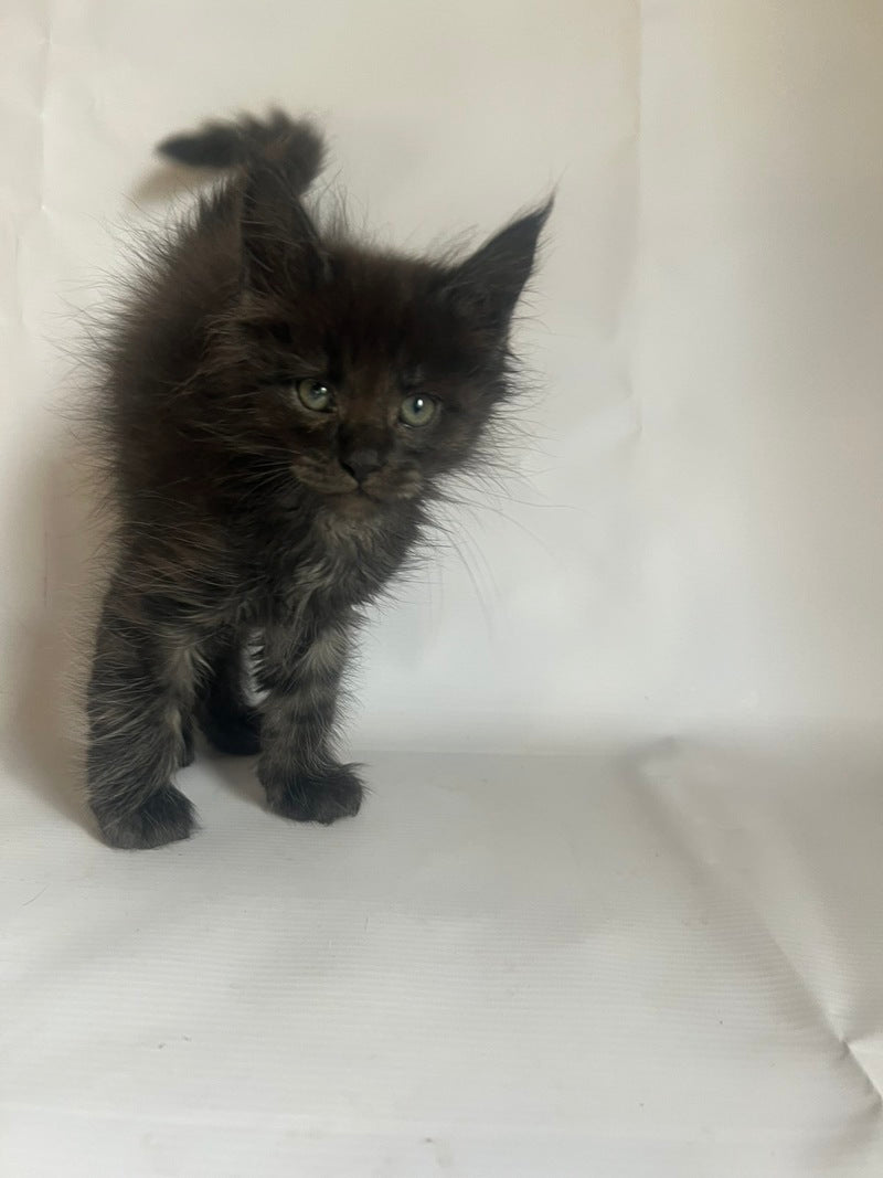 Fantasy Maine Coon female black - live animals
