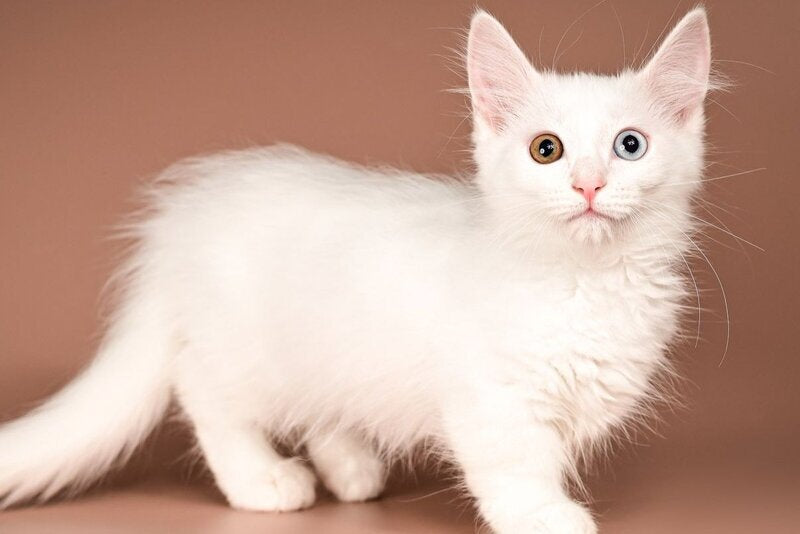 Amina Munchkin female, white