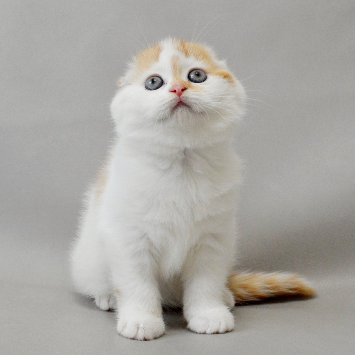 Xanthe Scottish Fold female, red silver tabby van