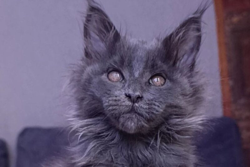 Persey Maine Coon male blue - live animals