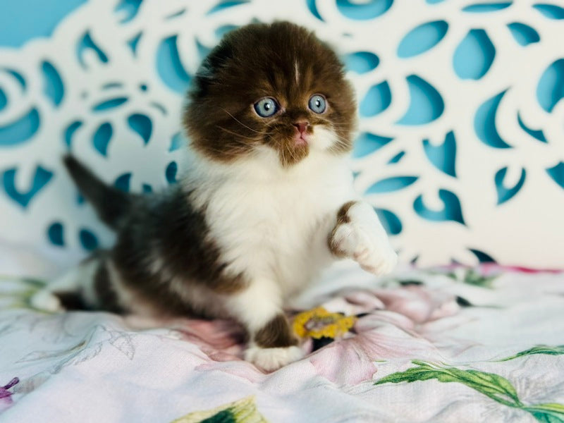 Xanti Scottish Fold male chocolate bicolour - live animals