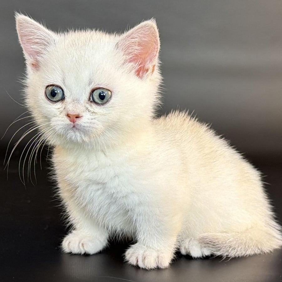 Rusty Munchkin male, black silver shaded