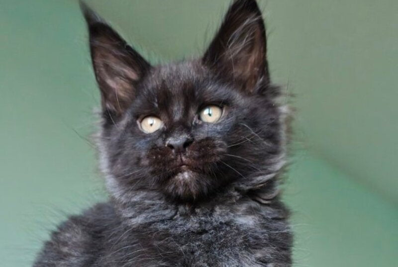Genry Maine Coon male, black
