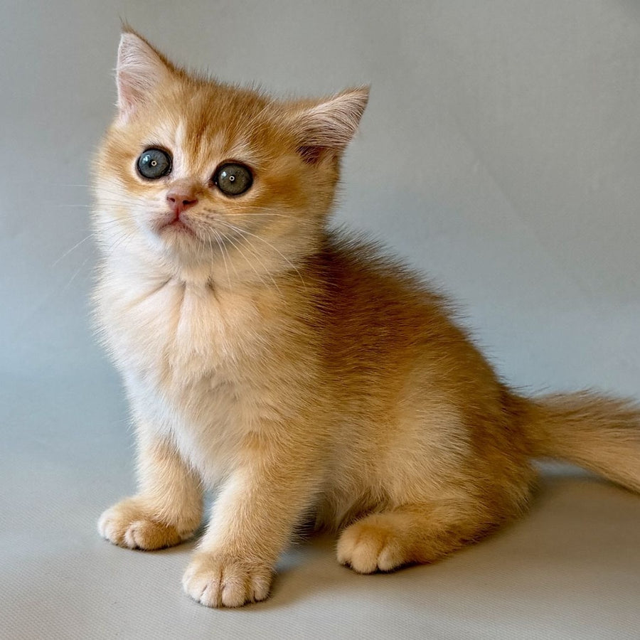 Zazu British Shorthair male, black golden chinchilla