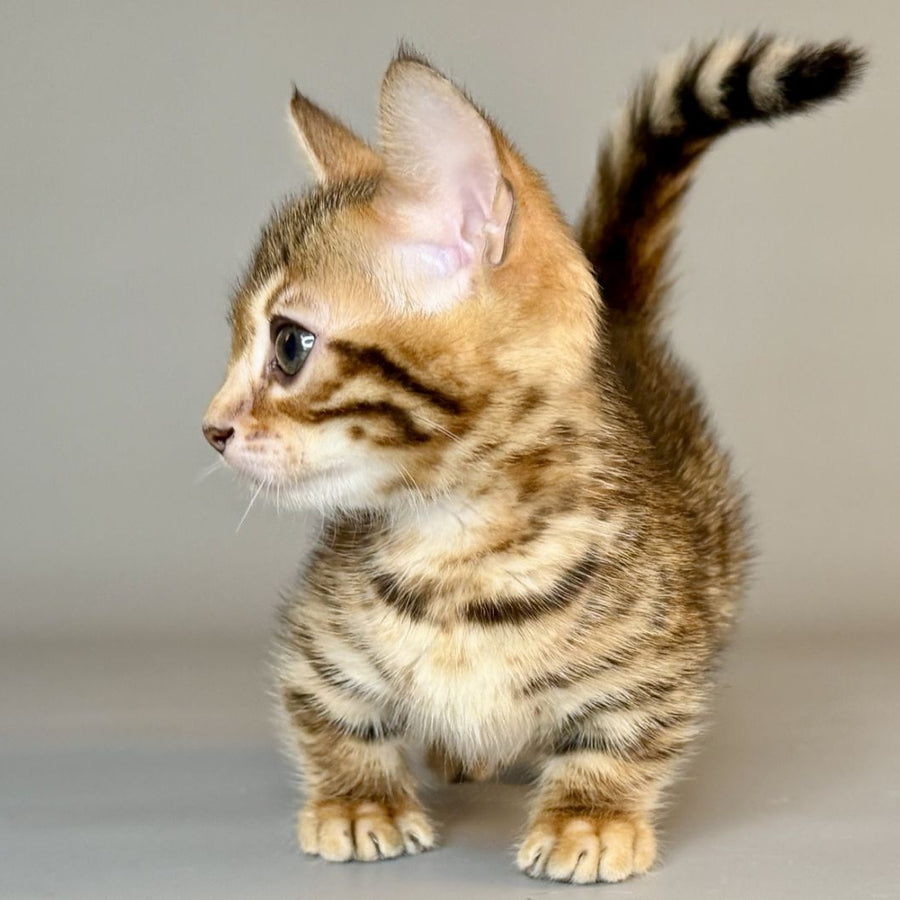 Patch Munchkin male, black golden spotted tabby
