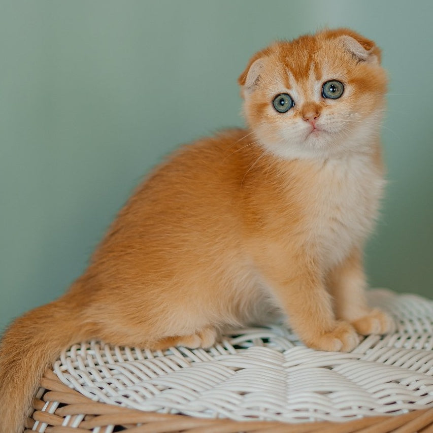 Diora Scottish Fold female, black golden chinchilla