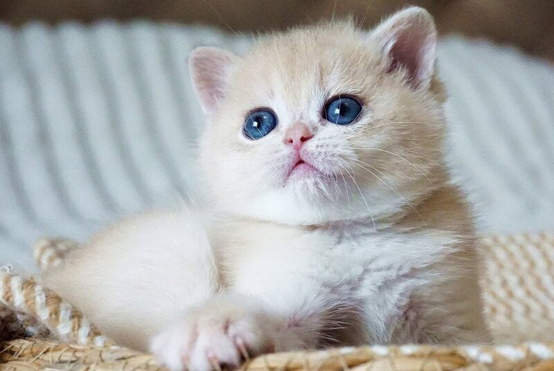 Jeni British Shorthair female, blue golden chinchilla