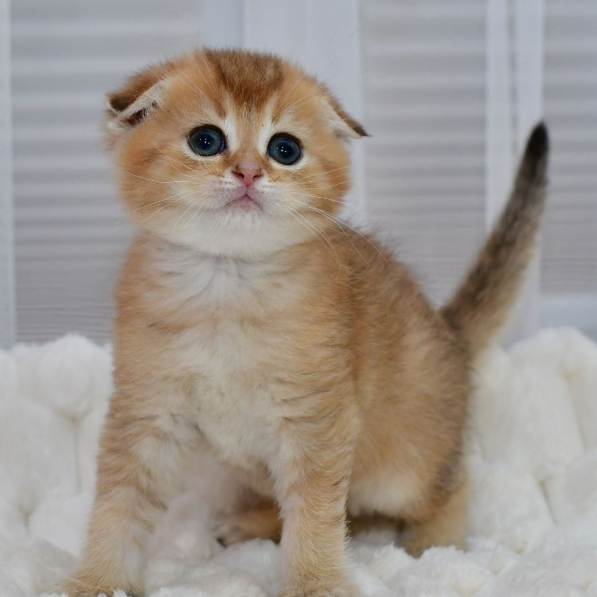 Nolan Scottish Fold male, black golden shaded