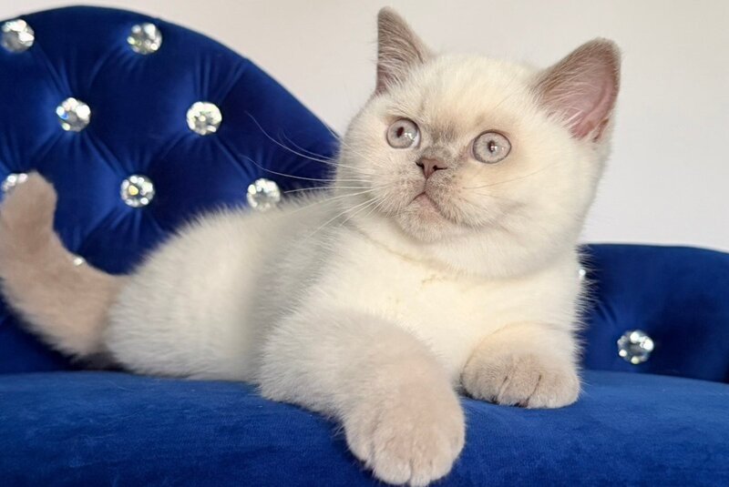 Evelyn British Shorthair male, fawn pointed