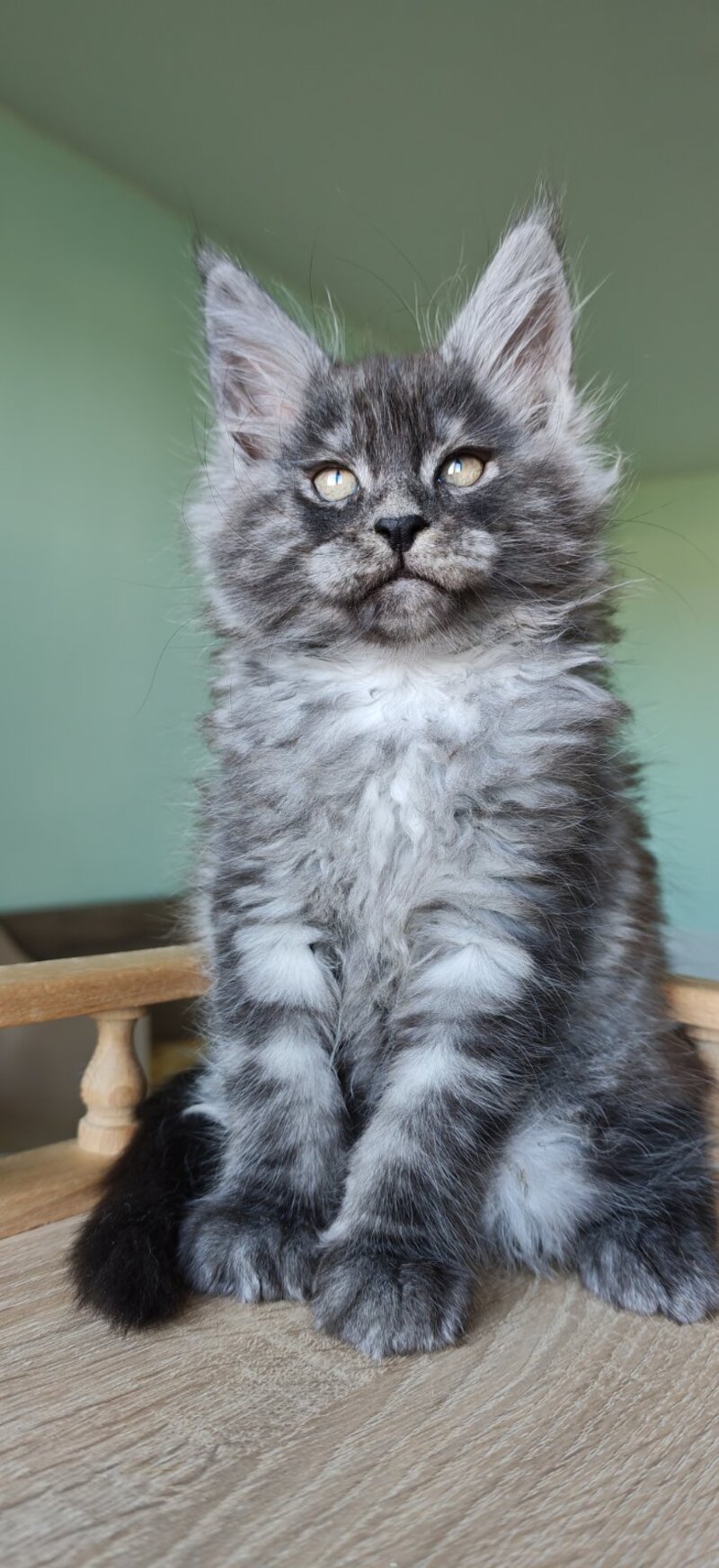 Grey Maine Coon male, black