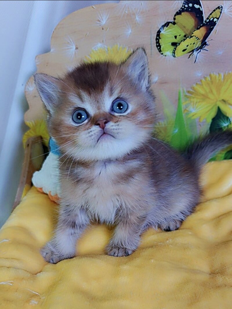 Orion Scottish Straight male, chocolate golden ticked tabby