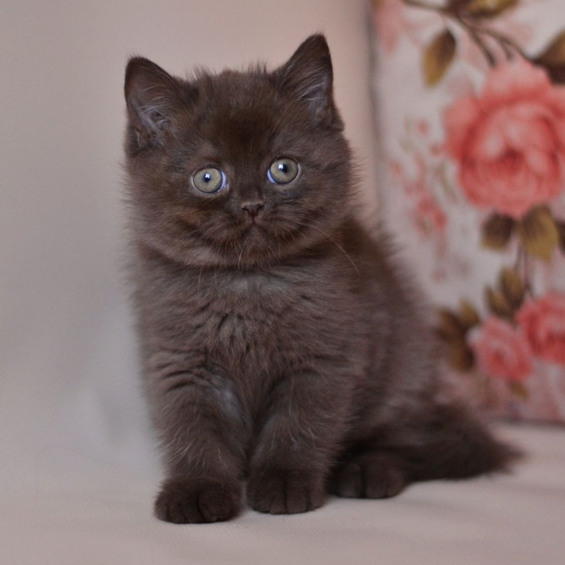 Marsel British Shorthair male, chocolate
