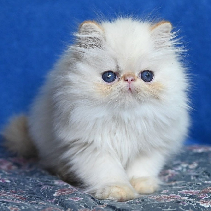 Arash Persian male, red tabby pointed