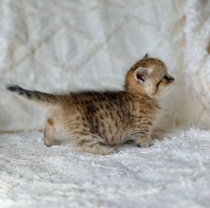 Ziva Munchkin female black golden spotted tabby - live animals