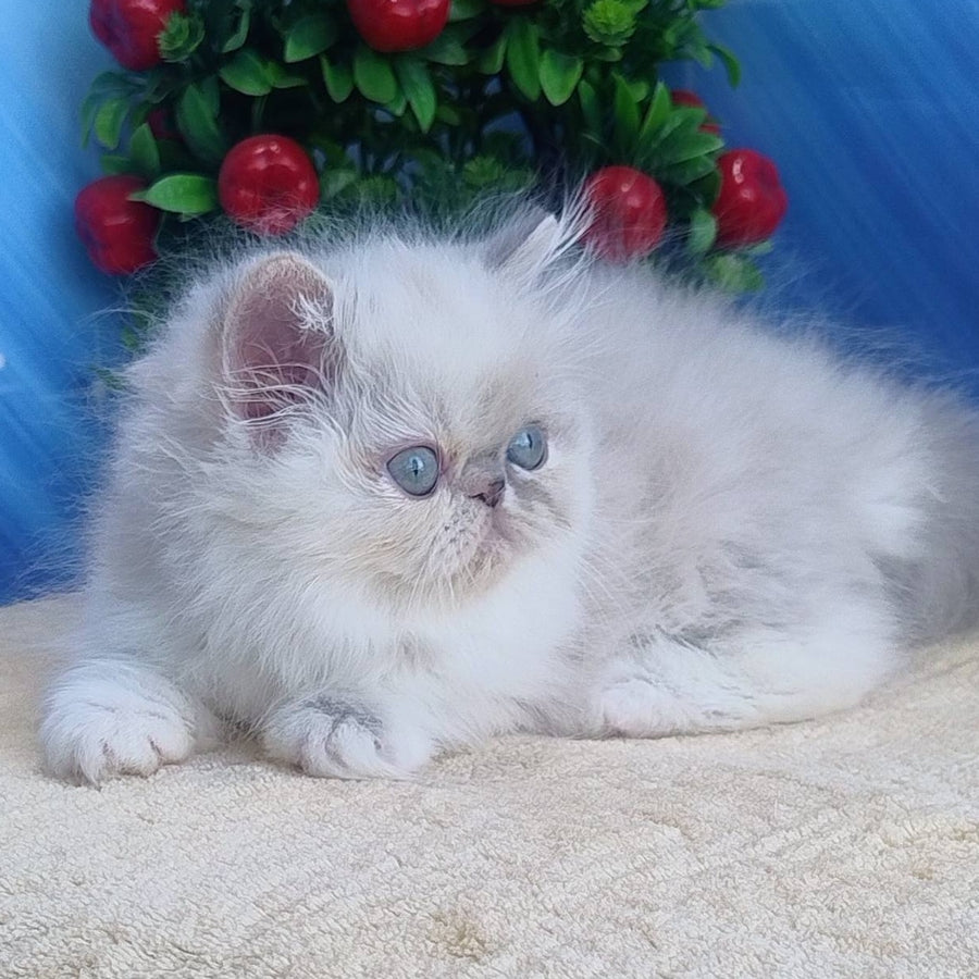 Sesil Persian female, black tabby pointed bicolour