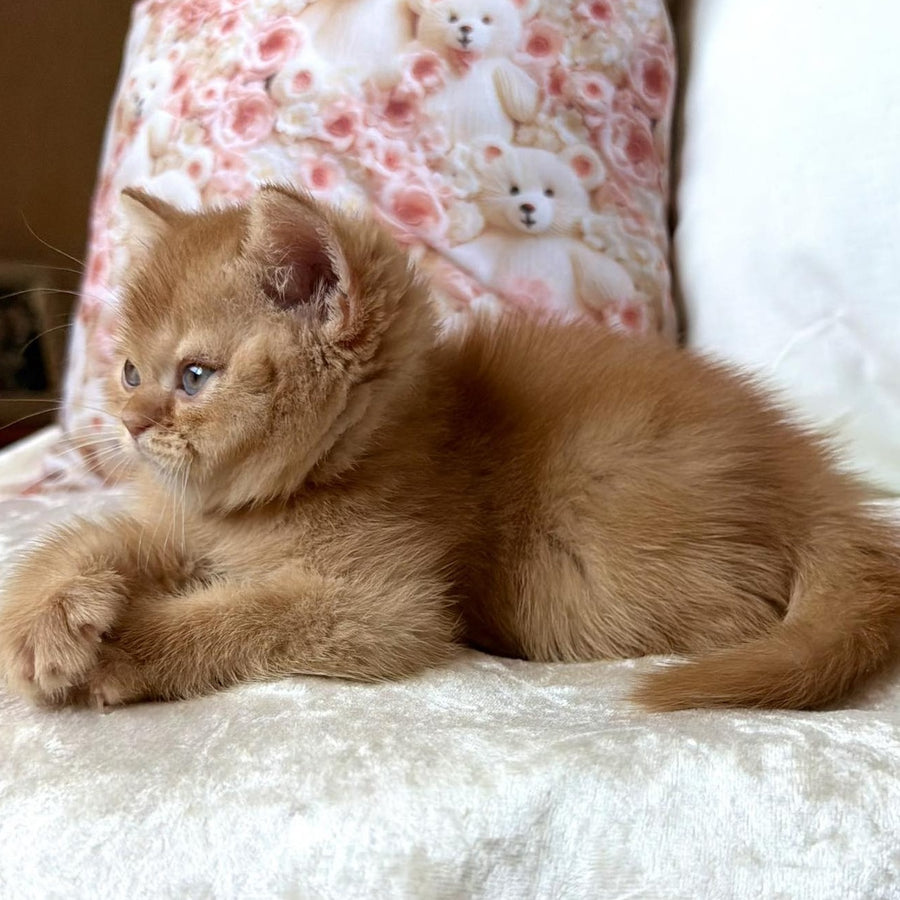 Mine British Shorthair male, red