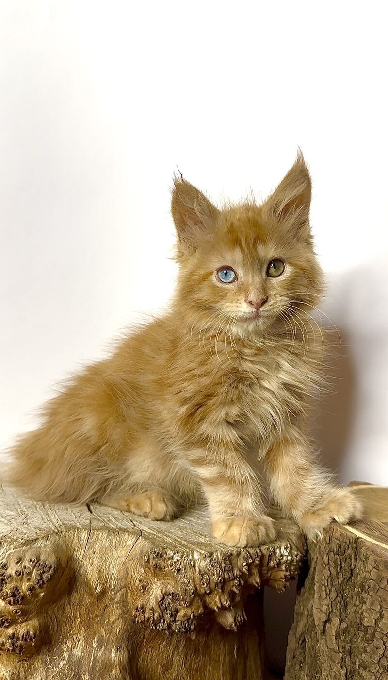 Krash Maine Coon polydactyl male red tabby with white - live animals