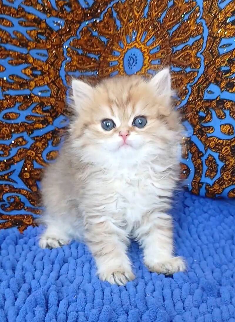 Whiskey British Longhair male black golden shaded - live animals