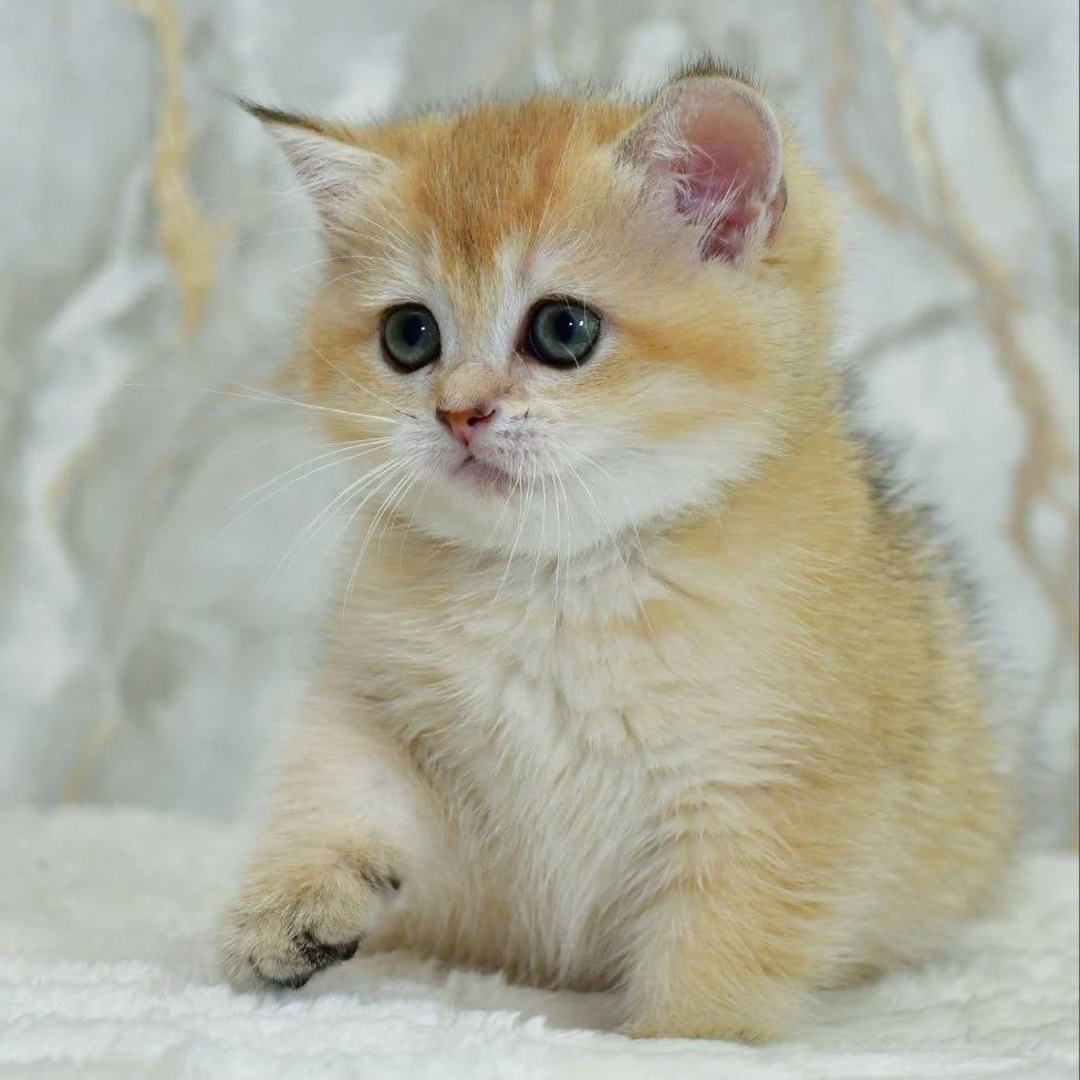 Milka Scottish Straight female, black golden shaded