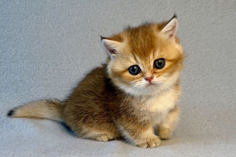 Lumiq Munchkin male black golden ticked tabby - live animals