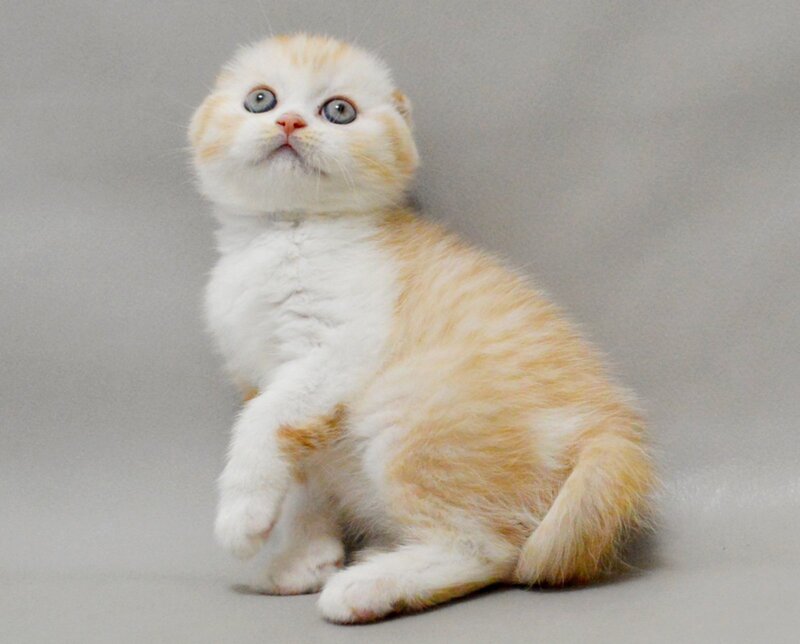 Vincent Scottish Fold male red silver spotted tabby bicolour - live animals