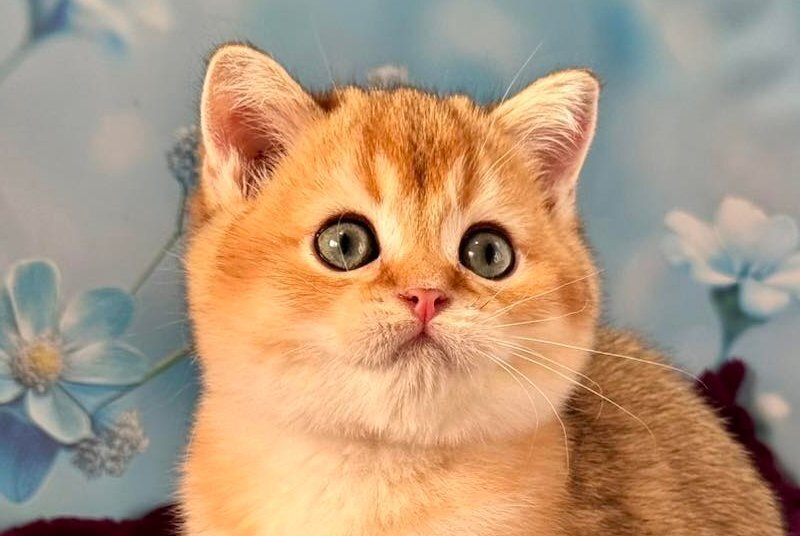 Fox Scottish Straight male, black golden shaded