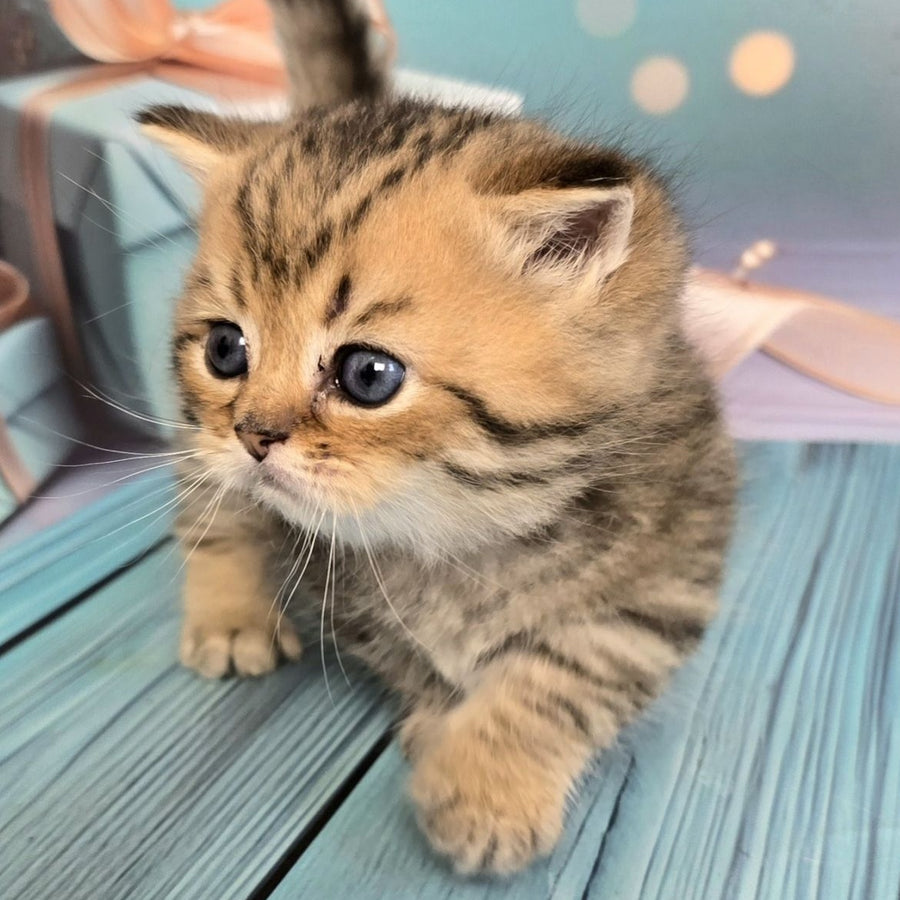 Sherry Munchkin male, black golden spotted tabby
