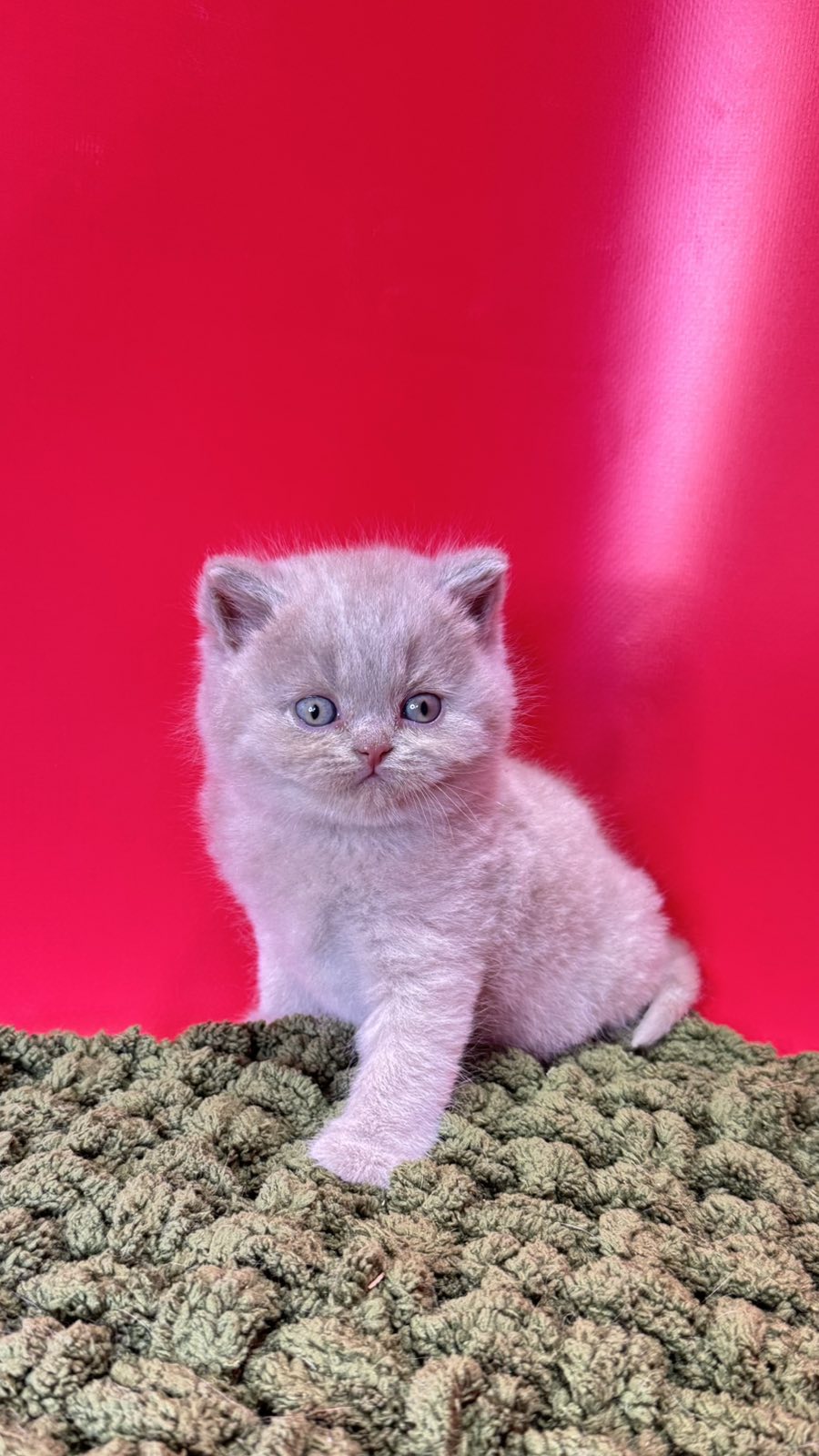 Ernest British Shorthair male fawn - live animals