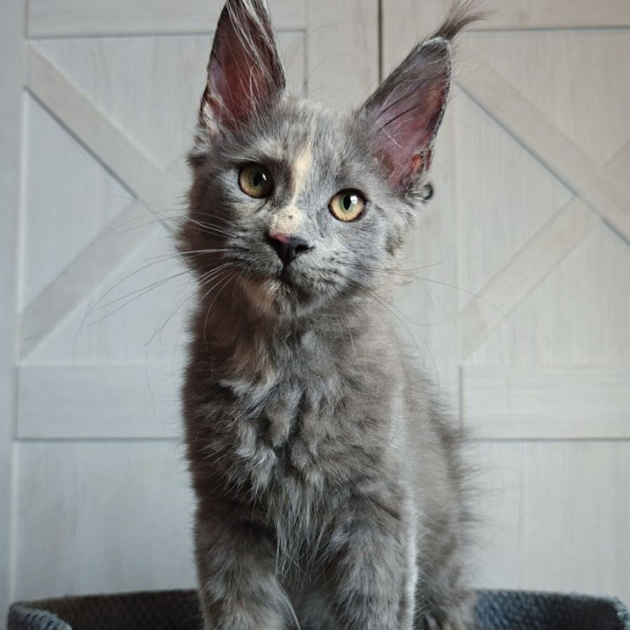 Buttercup Maine Coon polydactyl 5x6x6x6 female, blue tortie