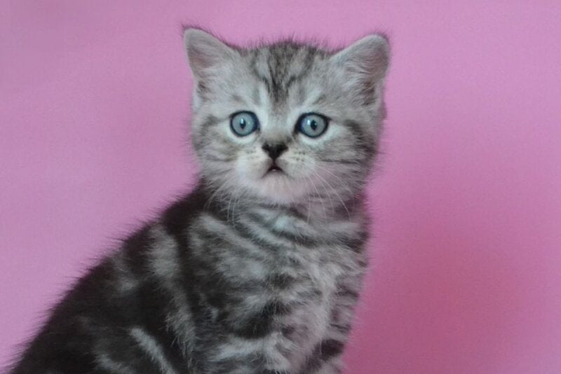 Mark Scottish Straight male, black silver tabby