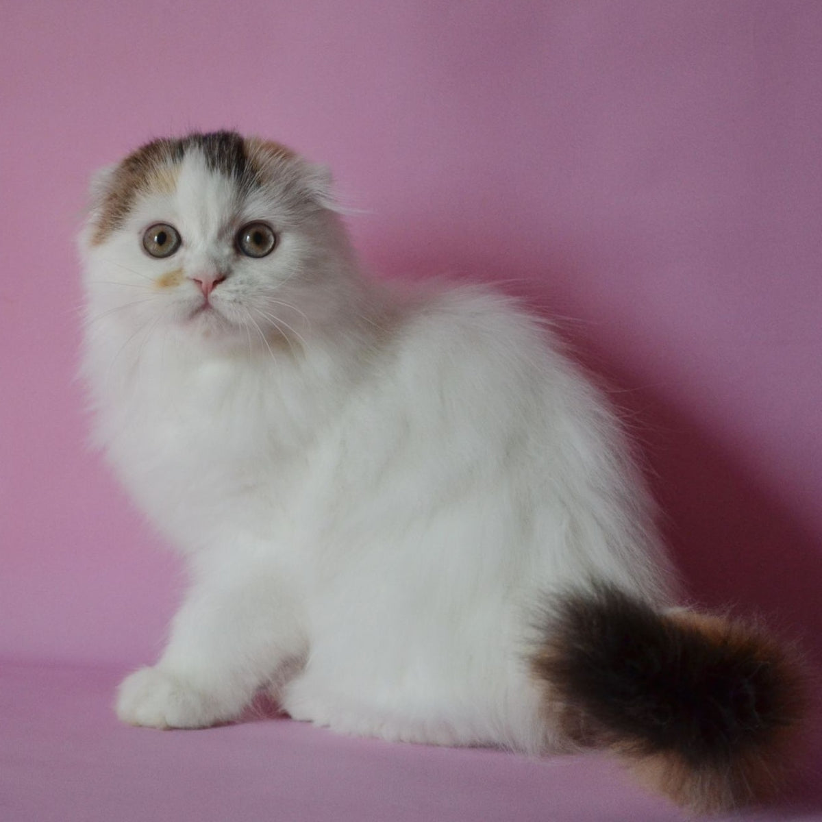 Sofa Scottish Fold female, black tortie van