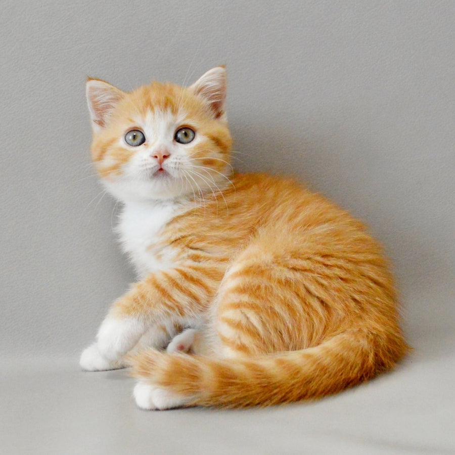 Wilma Scottish Straight female, red spotted tabby bicolour