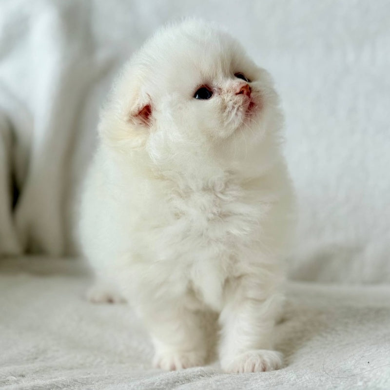 Melvan Scottish Fold male, red