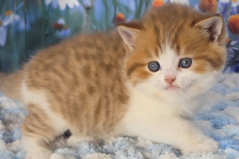 Kenny Scottish Straight male cinnamon spotted tabby bicolour - live animals