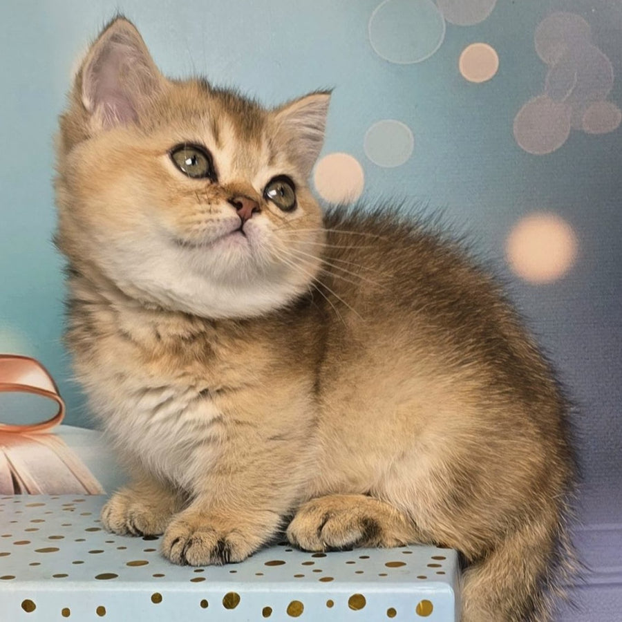 Crumble Munchkin male, black golden shaded