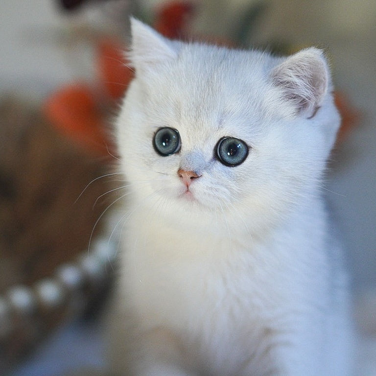 Charm British Shorthair male, black silver shaded