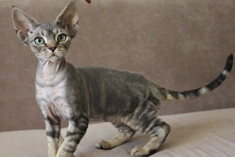 Sheron Devon Rex female, black tabby