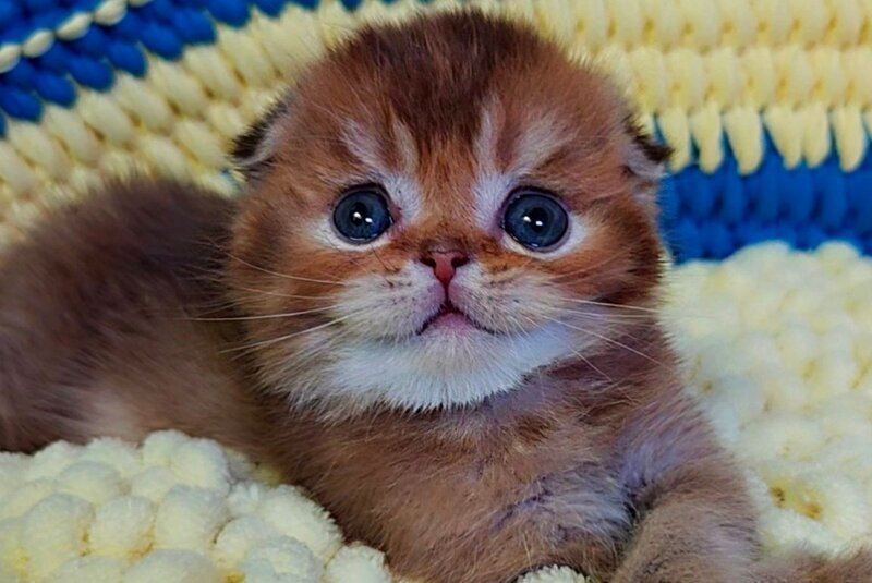 Paladin Scottish Fold male, chocolate golden ticked tabby