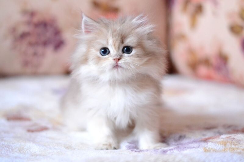Gloria British Longhair female, blue golden shaded