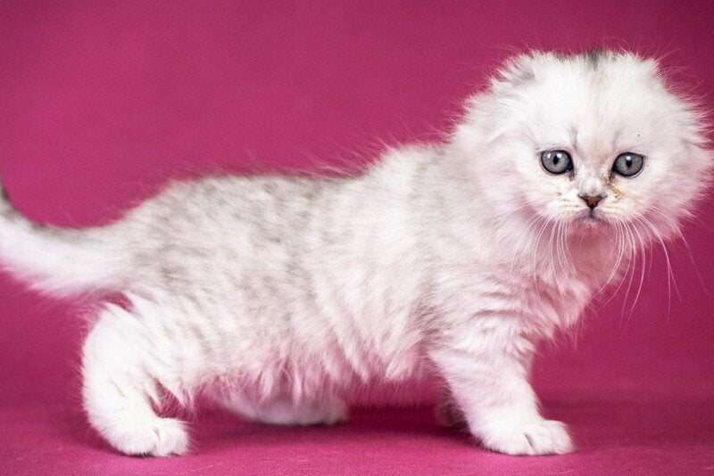 Catrina Scottish Fold female black silver shaded - live animals