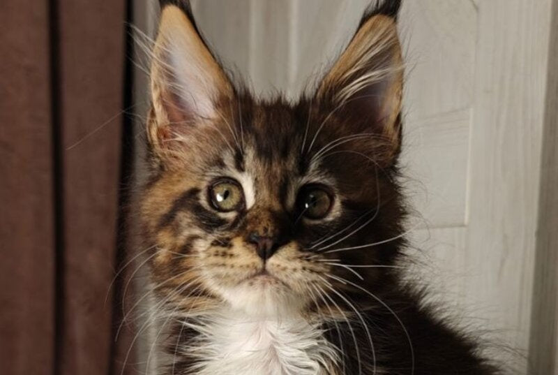 Quill Maine Coon female black tabby bicolour live animals