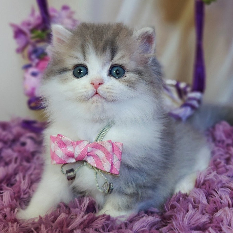 Watson British Longhair male, blue tabby bicolour