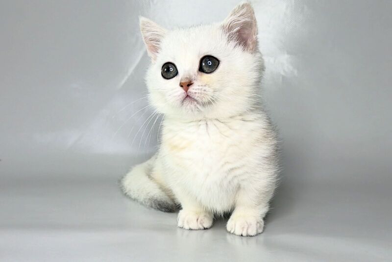 Zynar Munchkin male black silver shaded - live animals