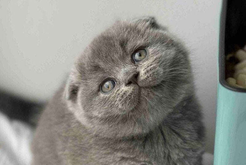 Xenia Scottish Fold female blue live animals