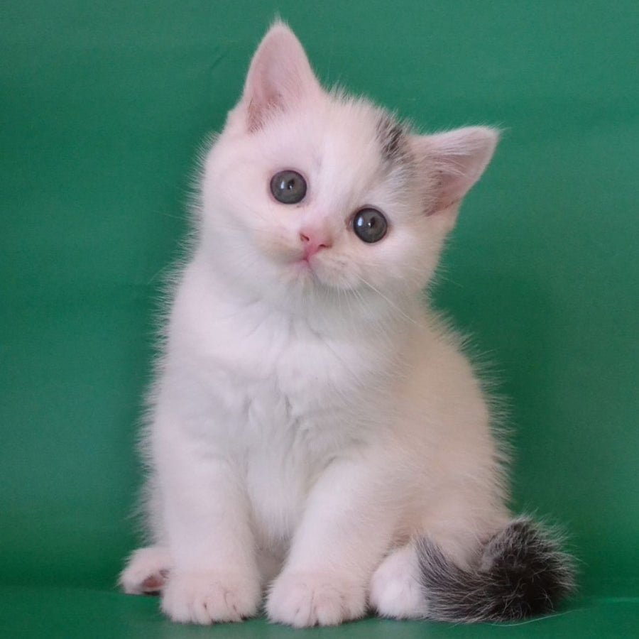 Olaf Scottish Straight male, black silver tabby van