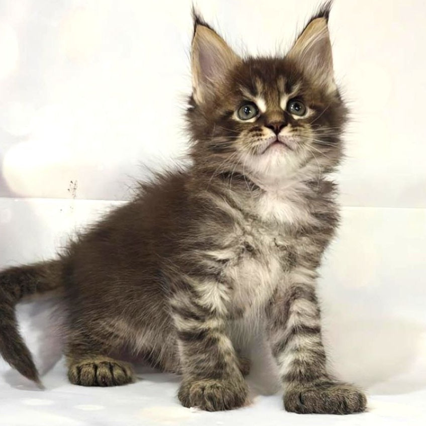 Teddy Maine Coon polydactyl 6x6x6x6 male, black tabby